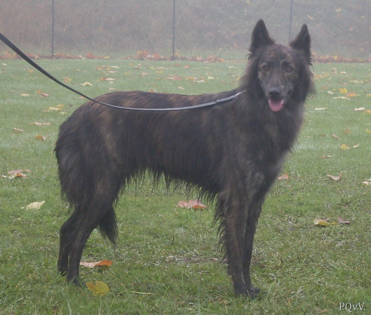  Ephira du Mont Brabant